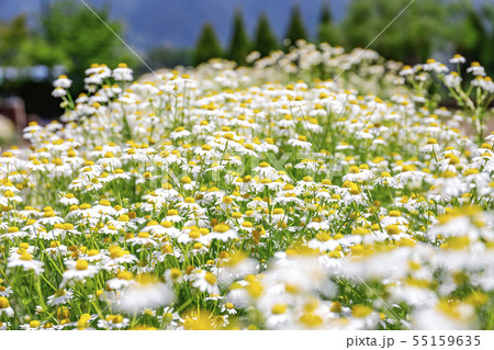 カモミールの花壇 カモミールの花壇 55159635