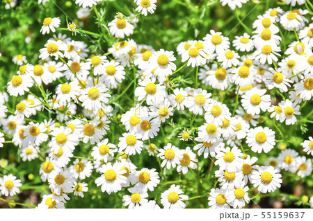 カモミールの花壇 55159637