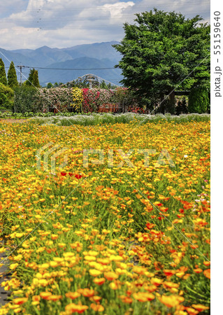 【山梨県】春のハーブ庭園旅日記・勝沼庭園 55159640