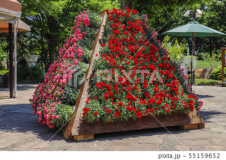 【山梨県】春のハーブ庭園旅日記・勝沼庭園　カーネーションのタワー 55159652