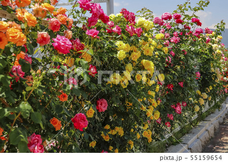 バラの垣根 55159654