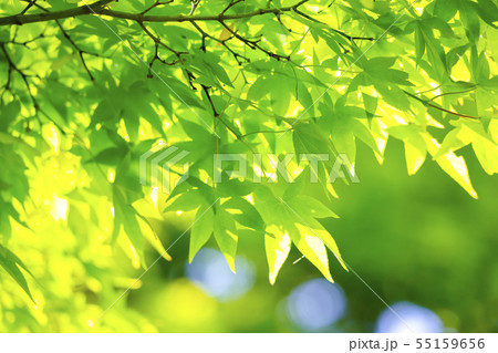 カエデの新緑 カエデの新緑 55159656