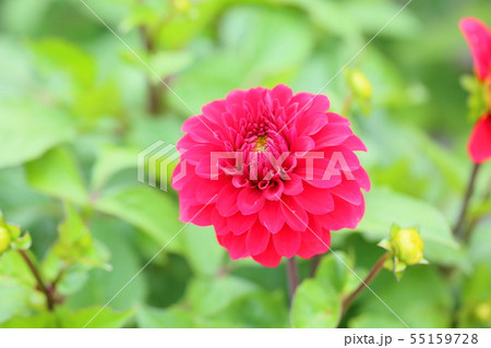 ダリアの花 ダリアの花 55159728