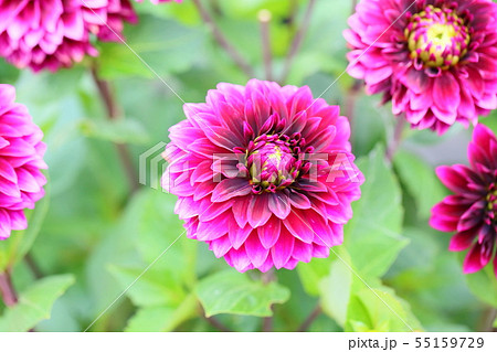 ダリアの花 55159729