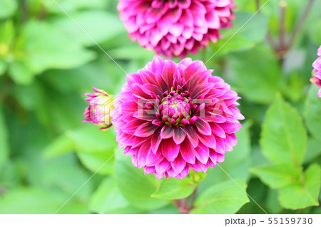 ダリアの花 ダリアの花 55159730