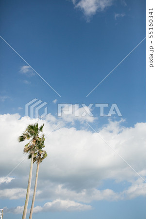 パームツリーと青空と雲 55160341