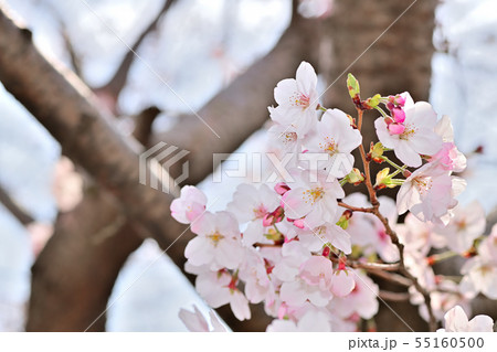 春の風景 桜の花 春の風景 桜の花 55160500