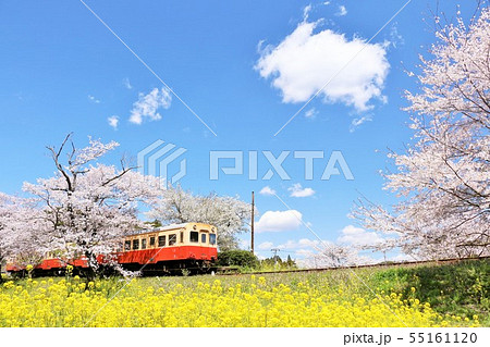 千葉県　春の小湊鉄道 55161120