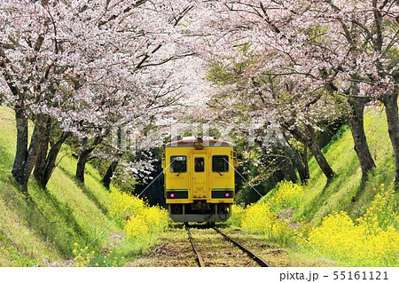 千葉県　春のいすみ鉄道 55161121