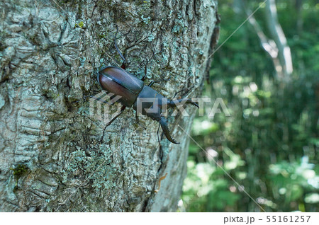ノコギリクワガタ 55161257