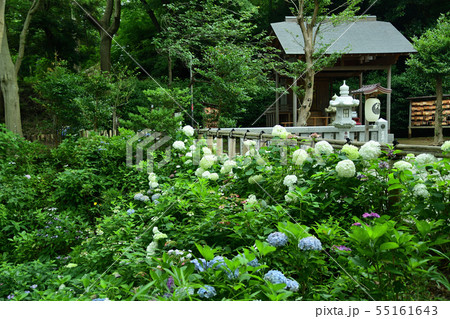 葛原岡神社の紫陽花 葛原岡神社の紫陽花 55161643
