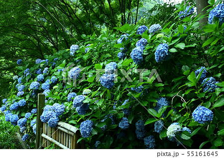 紫陽花の小径(英勝寺) 紫陽花の小径(英勝寺) 55161645