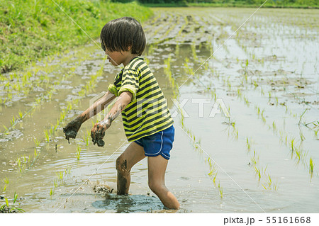 農業　田植えをする子供 55161668