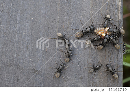 クロヤマアリ クロヤマアリ 55161710
