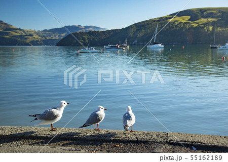 Red-billed gull,South Island New Zealand Red-billed gull,South Island New Zealand 55162189