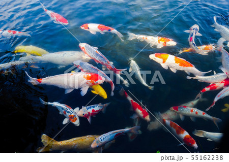 栗林公園の池で群がる錦鯉を楽しむ 55162238