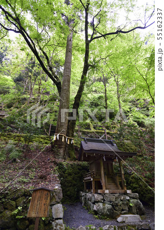貴船神社 奥宮 連理の杉 貴船神社 奥宮 連理の杉 55162337