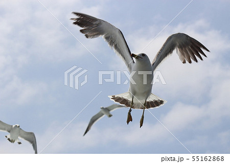 足輪（識別タグ）が付いた海鳥 55162868