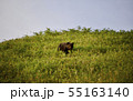 ヒグマ3 55163140