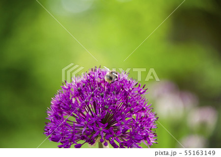 紫の花7 紫の花7 55163149