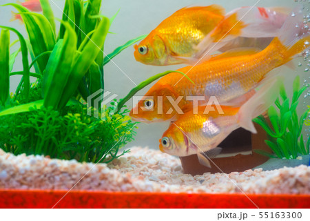 Little fish in fish tank or aquarium, gold fish, 55163300
