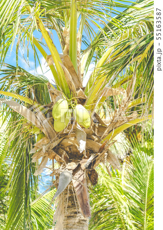 ヤシの木 サイパン 熱帯植物の写真素材