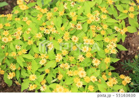 メランポジュウムの花 55163630