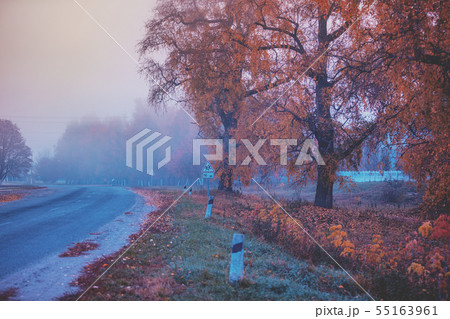 Country road in autumn in the early misty morning 55163961