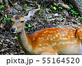 雌鹿 55164520