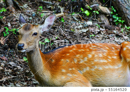 雌鹿 雌鹿 55164520