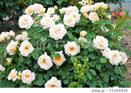 薔薇(アイスバーグ)さかき千曲川バラ公園 薔薇(アイスバーグ)さかき千曲川バラ公園 55164936