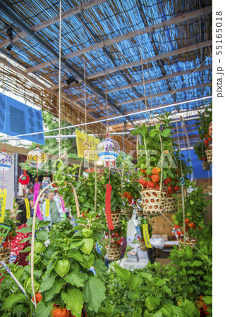 【浅草　浅草寺　ほおずき市】 55165018