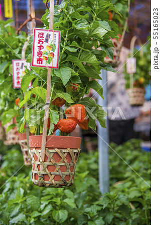 【浅草 浅草寺 ほおずき市】 【浅草 浅草寺 ほおずき市】 55165023