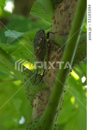 メダラの木にクマゼミ（その１） 55165094