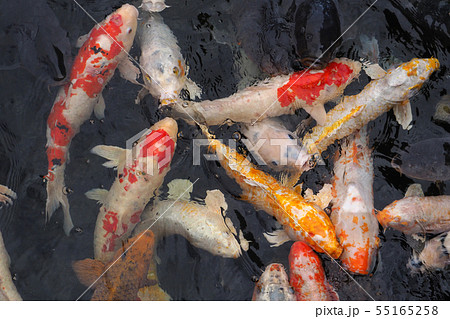 白鳥庭園点景・錦鯉 白鳥庭園点景・錦鯉 55165258