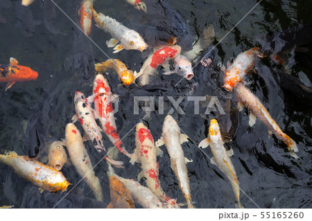 白鳥庭園点景・錦鯉 55165260