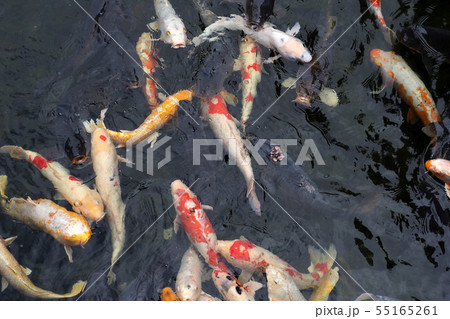 白鳥庭園点景・錦鯉 白鳥庭園点景・錦鯉 55165261