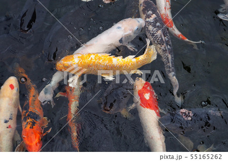 白鳥庭園点景・錦鯉 55165262