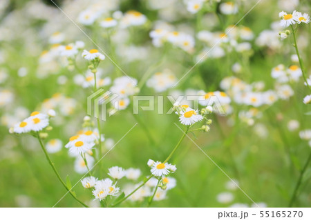 ヒメジョオンの花 ヒメジョオンの花 55165270