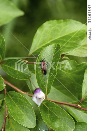 アカスジオオカスミカメ アカスジオオカスミカメ 55165347