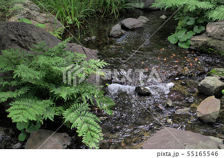 白鳥庭園点景・夏 白鳥庭園点景・夏 55165546