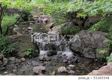 白鳥庭園点景・夏 白鳥庭園点景・夏 55165548