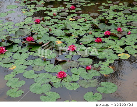 雨 睡蓮咲く風景 雨 睡蓮咲く風景 55165753