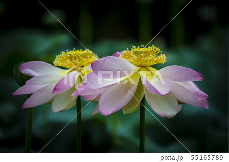 蓮 セミウォン 夏の花 55165789