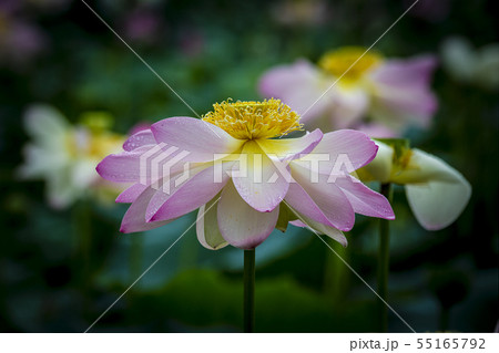 蓮 セミウォン 夏の花 55165792