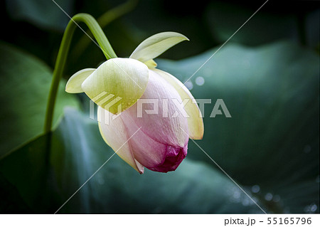 蓮 セミウォン 夏の花 55165796