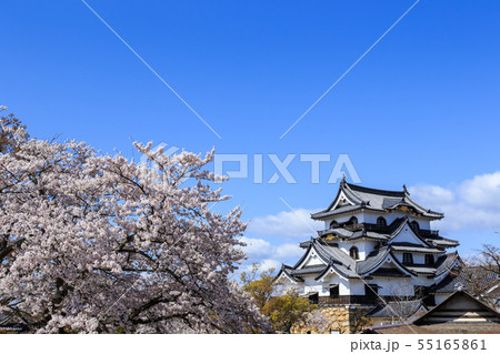 国宝彦根城と満開の桜 国宝彦根城と満開の桜 55165861