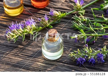 Bottles of hyssop essential oil with hyssop Bottles of hyssop essential oil with hyssop 55166128