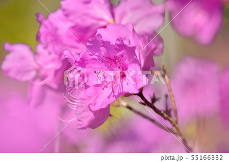 ゲンカイツツジ 55166332