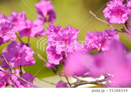 ゲンカイツツジ 55166334